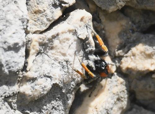 Philaeus chrysops